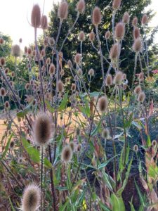 Preau-30-Kay-Sleking